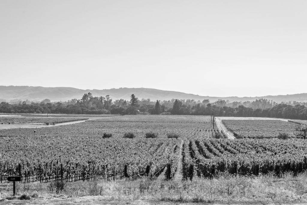 The History of Cabernet Sauvignon in Napa | Napa Valley Wine Train